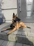 Owczarek Belgijski Malinois Fci piesek 5 miesięcy
