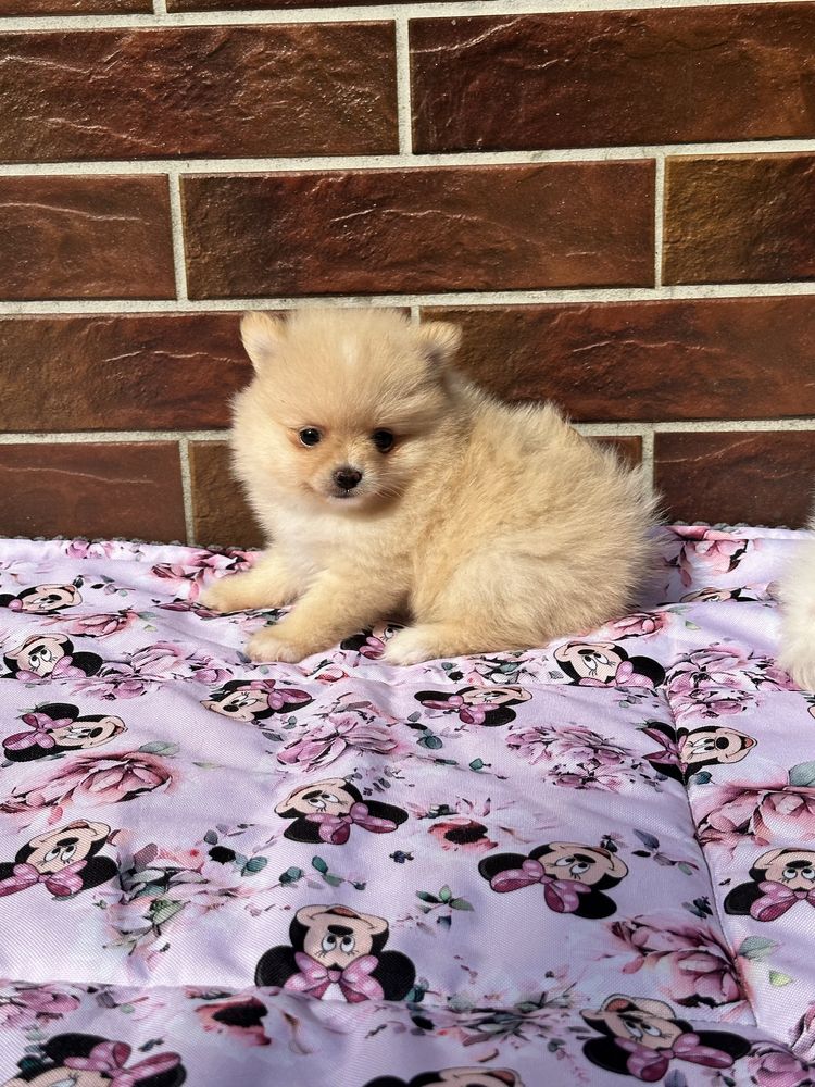 Pomeranian szpic miniaturowy