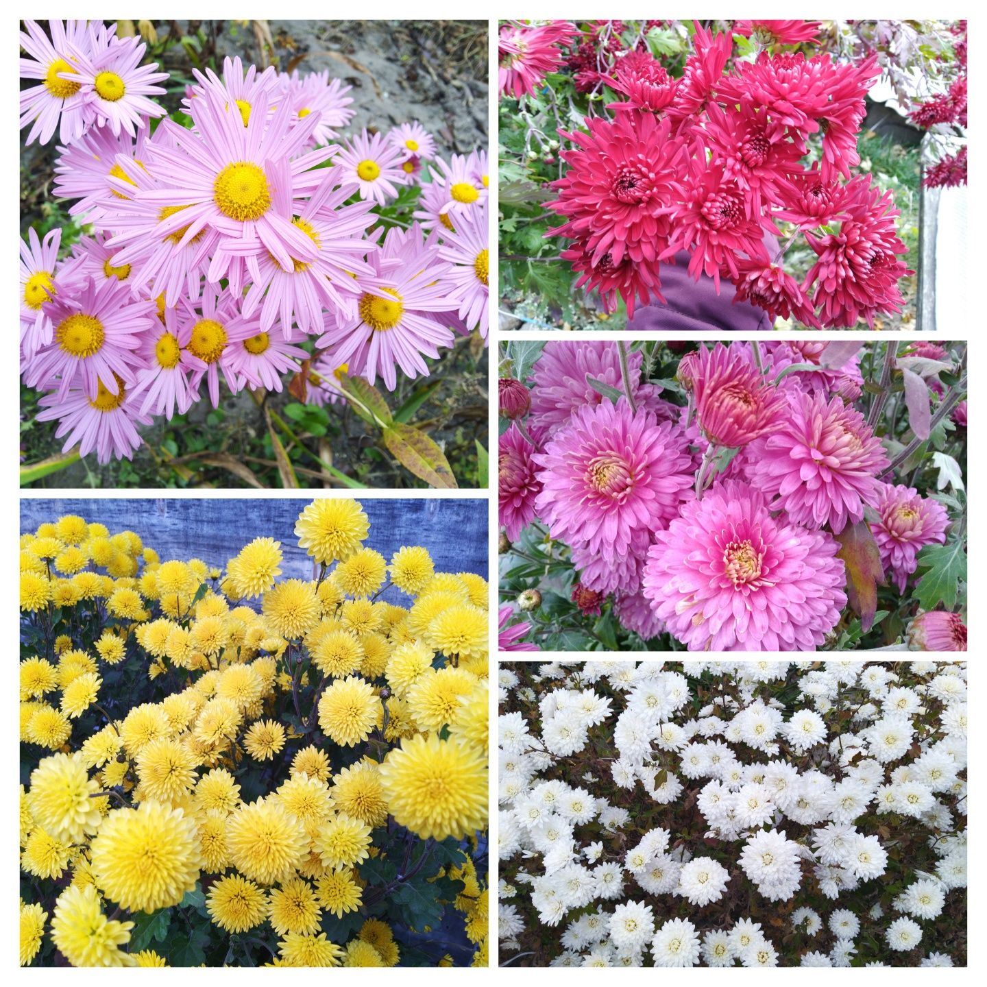 Багаторічні квіти: піони, хризантеми, лілейники, іриси, хости, очитки