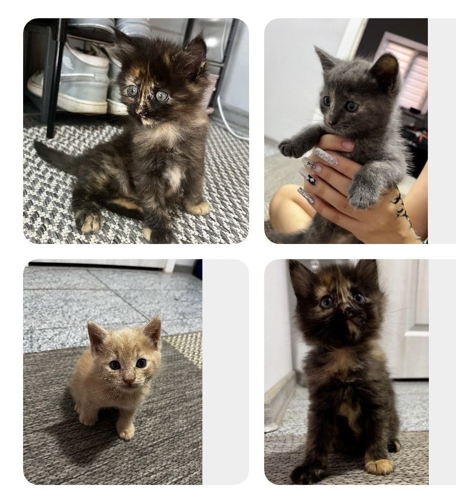 Отдаем котят в добрые руки!