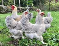 ( OVOS ) BRAHMA ISABELLA / BRAHMA AZUL / BRAHMA PERDIZ /