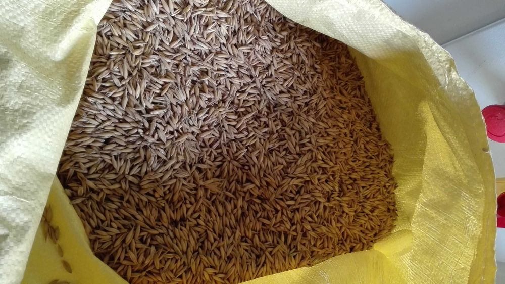 owies bingo snowbird zimowy rok  po kwalifikacie