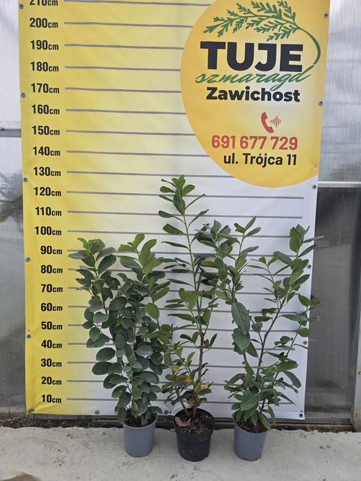 Laurowisnia Novita, Etna ,Otto  Luyken
Zapraszamy 
Zawichost ul.Trojca