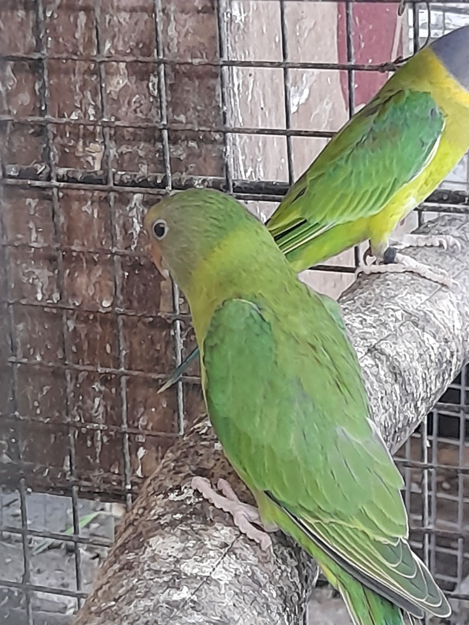 Aves para ceder junto