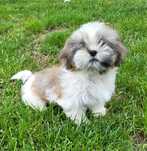 Shih tzu szczeniak pies