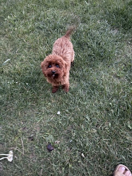 Toy poodle red brovn хлопчик !