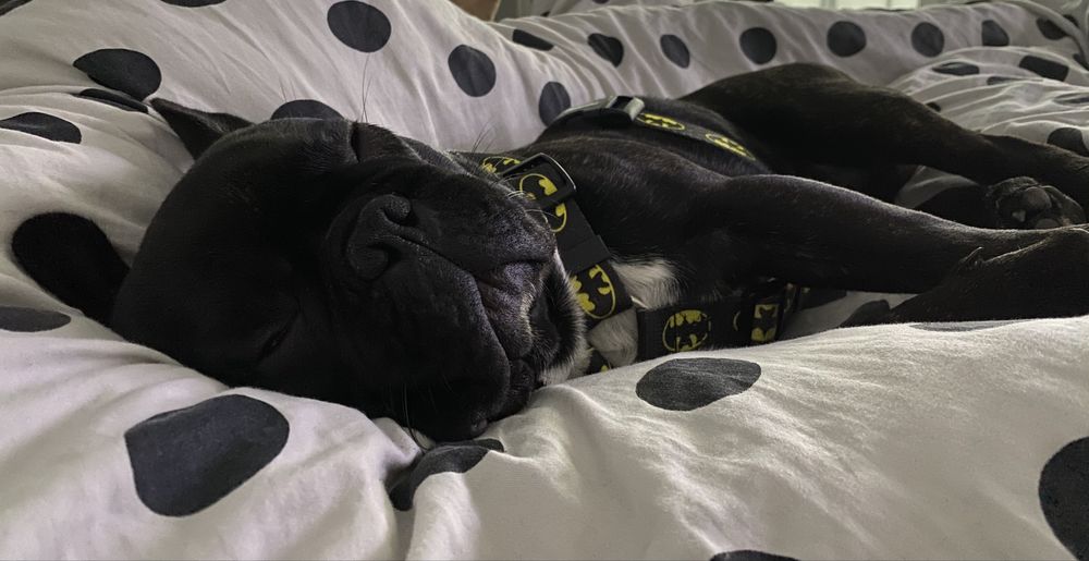 Szelki dla Psa Guard Bat Dog Psiakrew