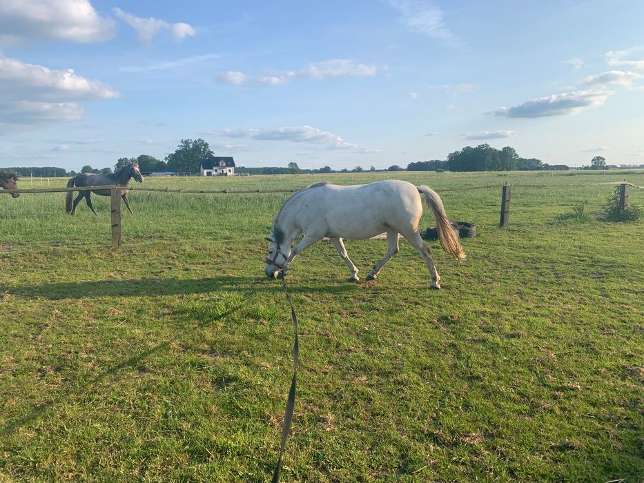 Sprzedam dwie klacze