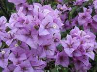 Bougainvillea fioletowa 130 cm bugenwilla