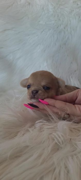 Chihuahua sunia beżowa merle