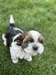 Gizmo- sliczny poesek shih tzu