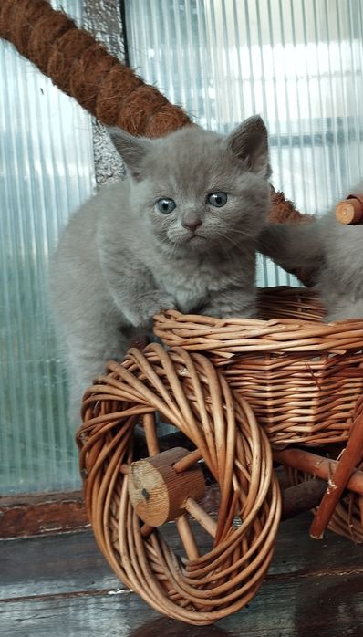 Кошенята чистокровні