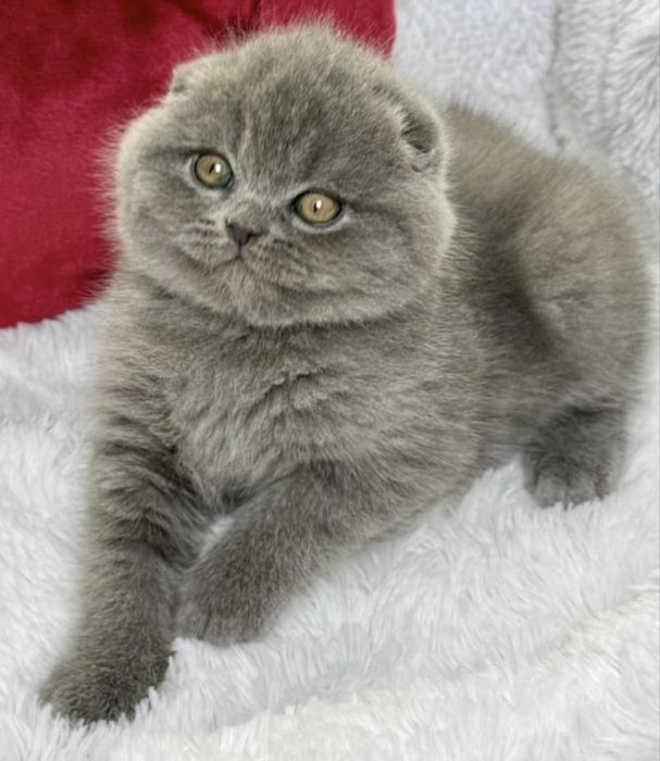 Ну дуже гарні котики чекають вас