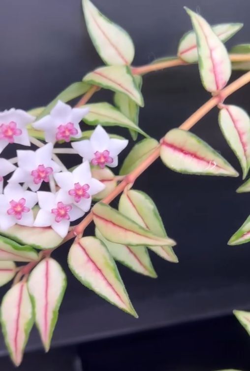 Hoya hoja kolekcjonerskie variegata varie syngonium monstera epi