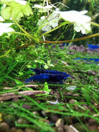 Dorosłe krewetki neocaridina blue velvet, niebieskie krewetki.