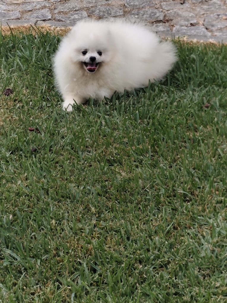Spitz anão Macho
