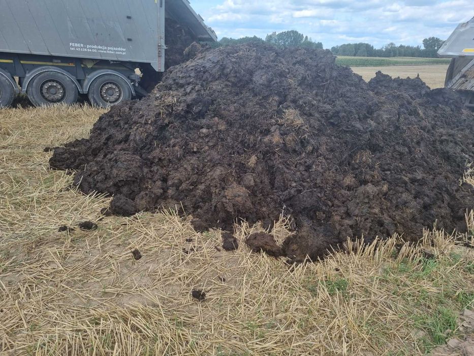 obornik bydlęcy dowóz 500t