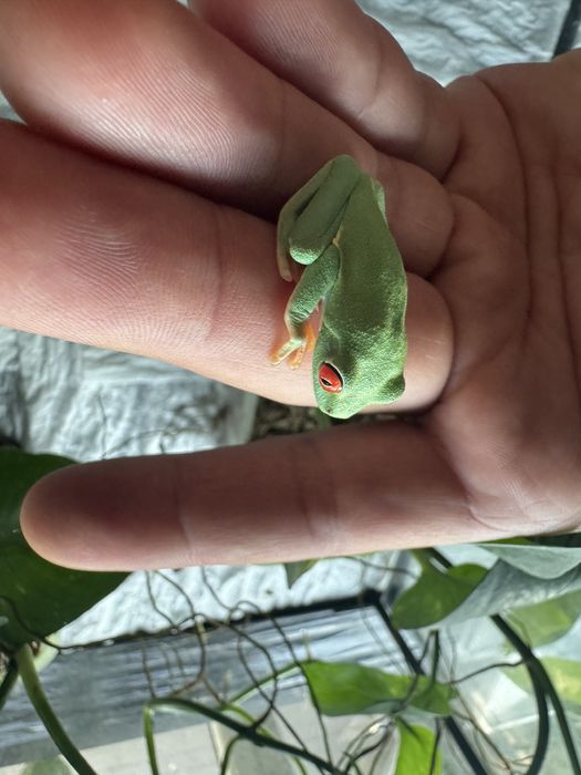 Chwytnica czerwonooka Agalychnis callidryas