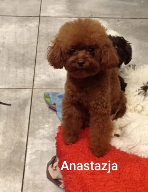 Pudel miniaturowy Red Braun po rodzicach toy