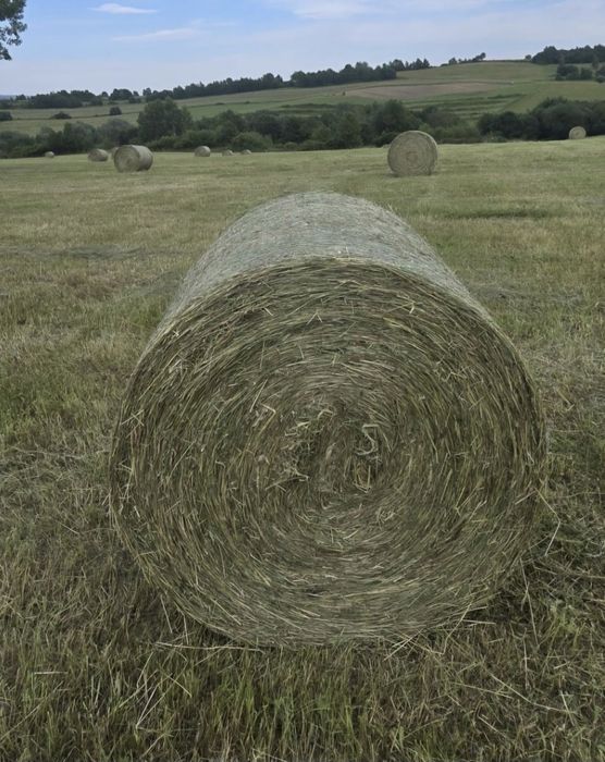 Siano bele na sprzedaż