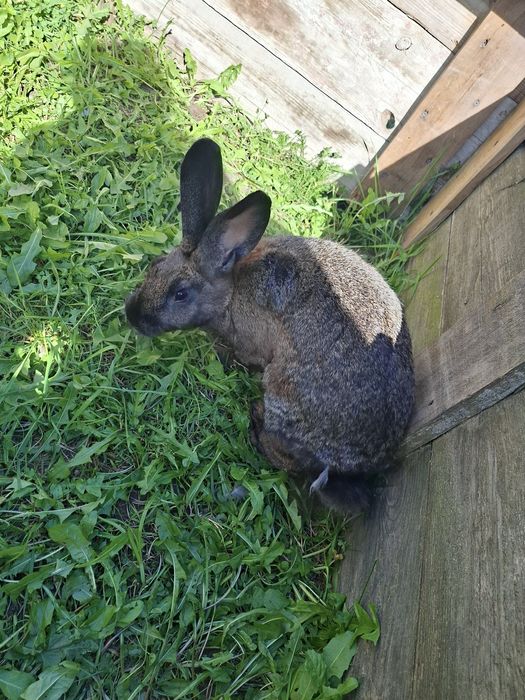 Sprzedam króliki lub tuszkę.