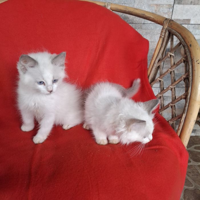 Ragdoll kocurek rodowód + wyprawka