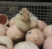 Яйця від індичок важкого  кросу  БіГ -6---27 грн.