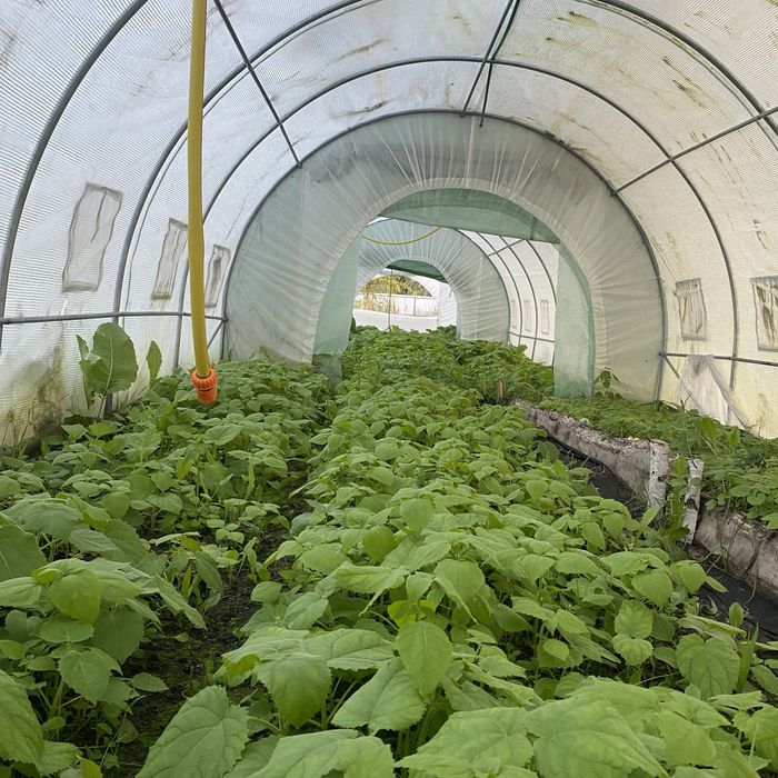 Насіння Войлочної уп. 200 шт, Семена Павловнии, Павловния розпродаж