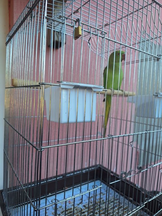 Grande alexandrino fêmea