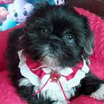 Shih Tzu o  wielopokoleniowym rodowodzie