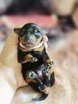 Pinczer miniaturowy