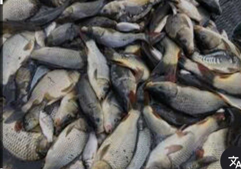 Продаю живу рибу