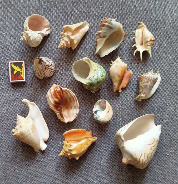 Ракушки 12 штук.