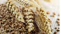 Пшениця домашня від 100кг є 35 тон робим доставку