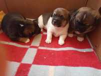Szczenięta Mix po Shih tzu za darmo