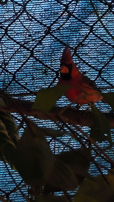 Cardeal vermelho e aratingas sol