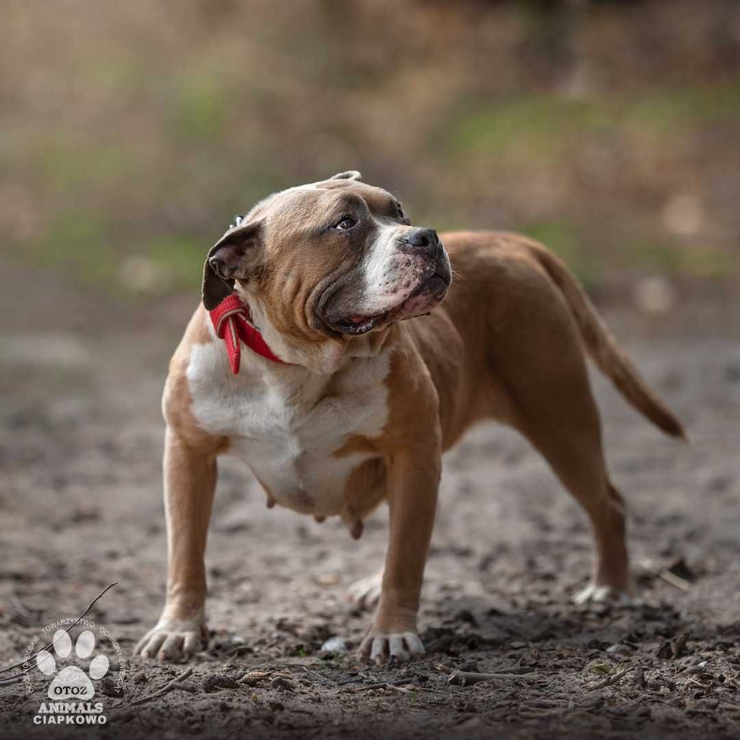 Ruda szuka doświadczonego domu! OTOZ Animals Schronisko Ciapkowo