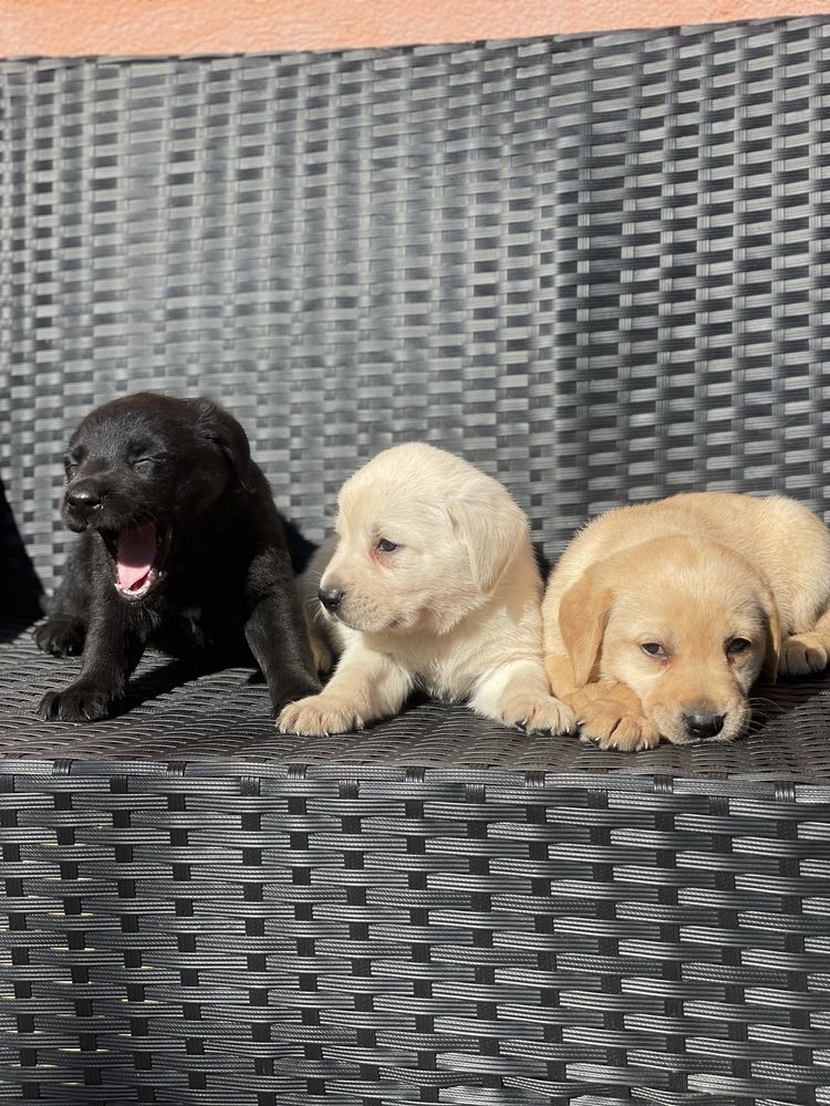 Szczeniak labrador retriver