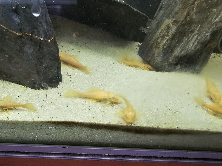 Ancistrus Albinos Dourado