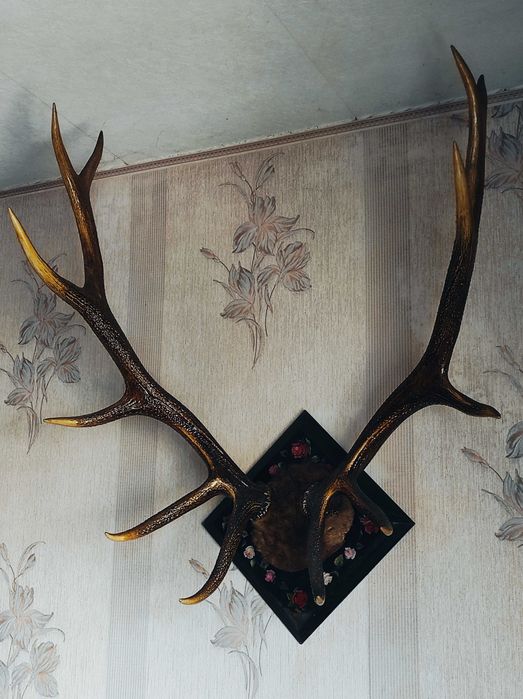 Роги благородного оленя