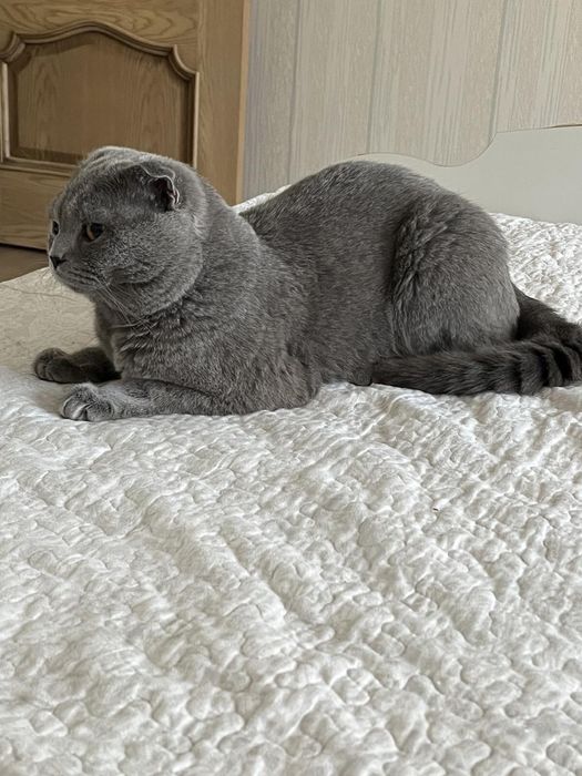 Вязка з котиком Скоттіш фолд