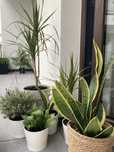 sansevieria lublin wezownica aloes sukulenty sukulent palma