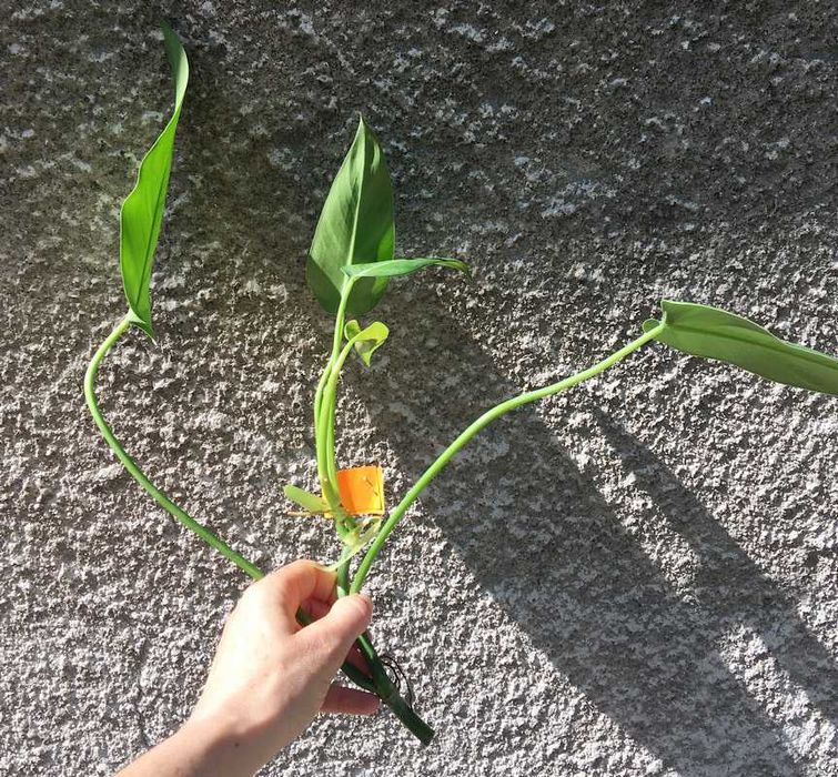 Philodendron filodendron Emerald Queen sadzonka cięta nr 5