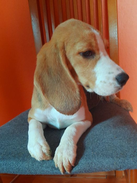 Beagle z legalnej hodowli