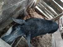 Para  świń rasy Mangalica