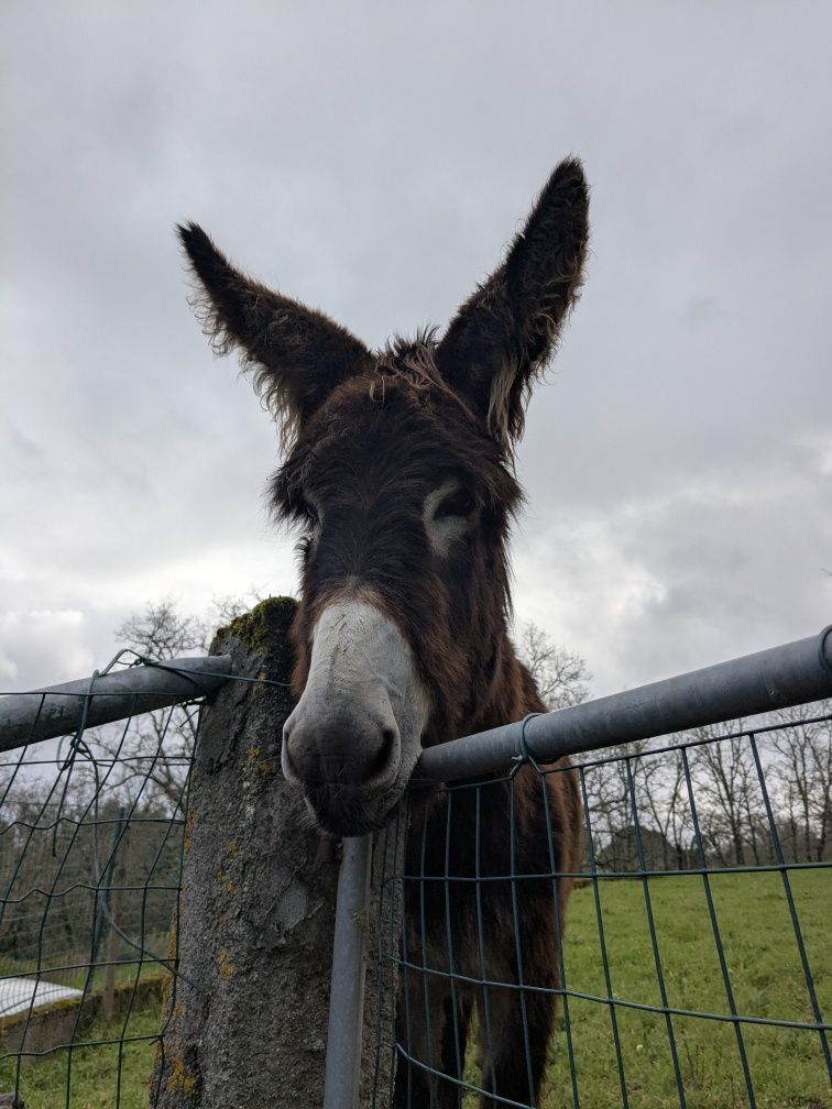 Cobrições Burro Mirandês