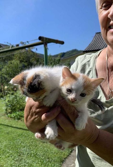 Віддам у добрі руки руденьких кошенят! (м. Косів)