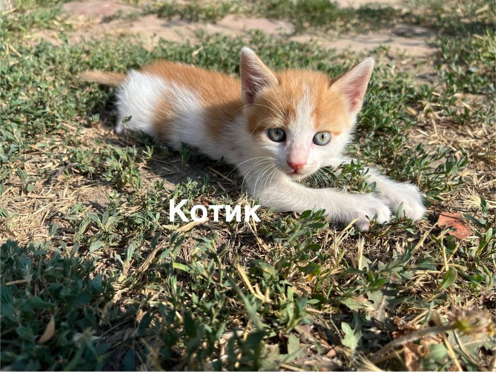 Котята (кошенята)