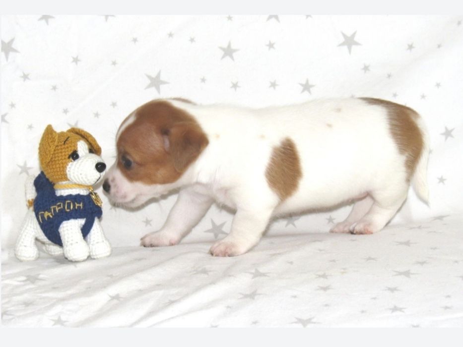 Джек Рассел терьер с документами клуба КСУ