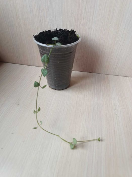 Кімнатна рослина Церопегія